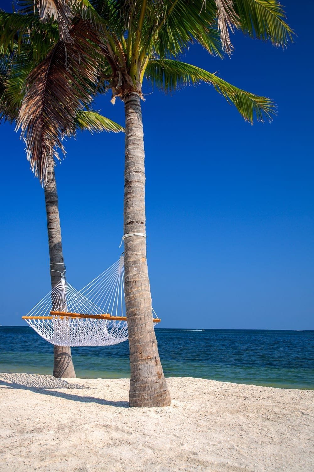 palms-hammock-belize-beach A hammock tied to two palm trees on the beach in Belize