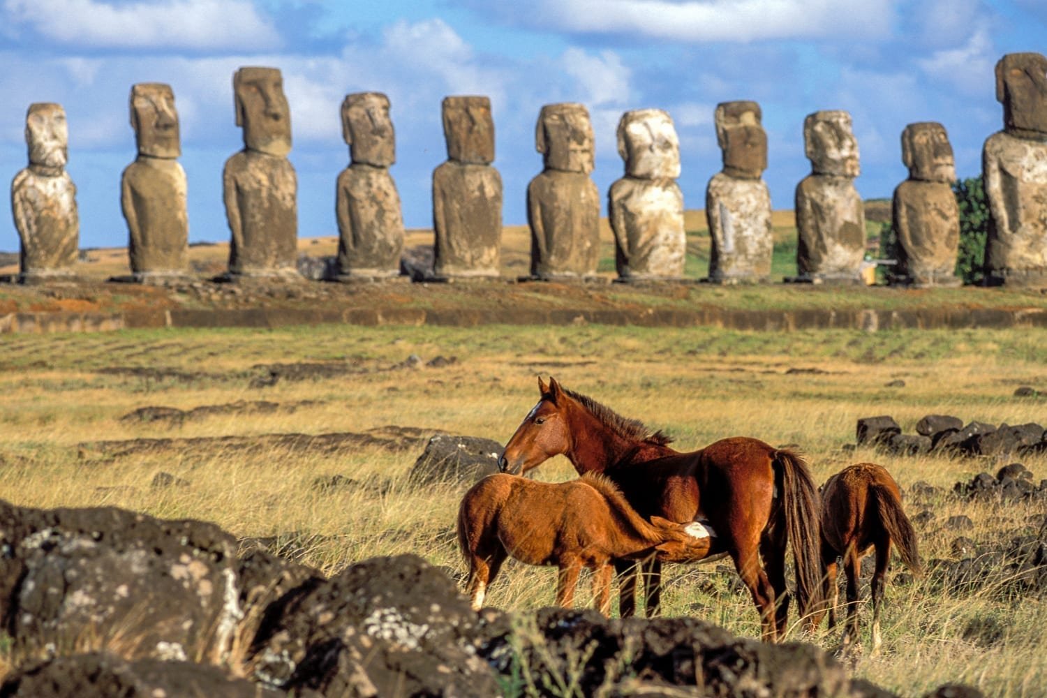 Easter-island-tour-horses Horses spotted near Rapa Nui on a private tour of easter island