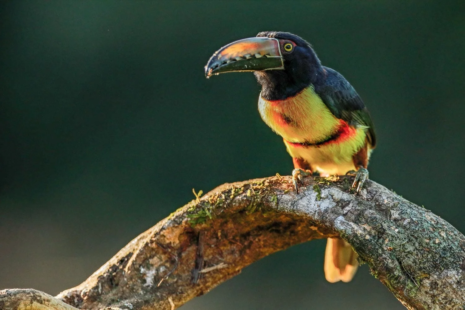 Birds of Panama: Guide to All the Bird Species in Panama | LANDED Travel