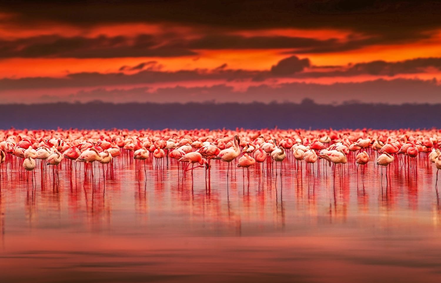 Custom-Travel-Vacation-Travel-Atacama-Flamingoes-Red Massive flock of Flamingos standing in a lake during a blood-red sunset in Atacama, Chile