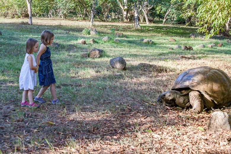 Ecuador-Family-Vacation-Galapagos-Chato-Tortoise-Encounter-Kids Children observing giant tortoisees in the wild at Chato Conservatory