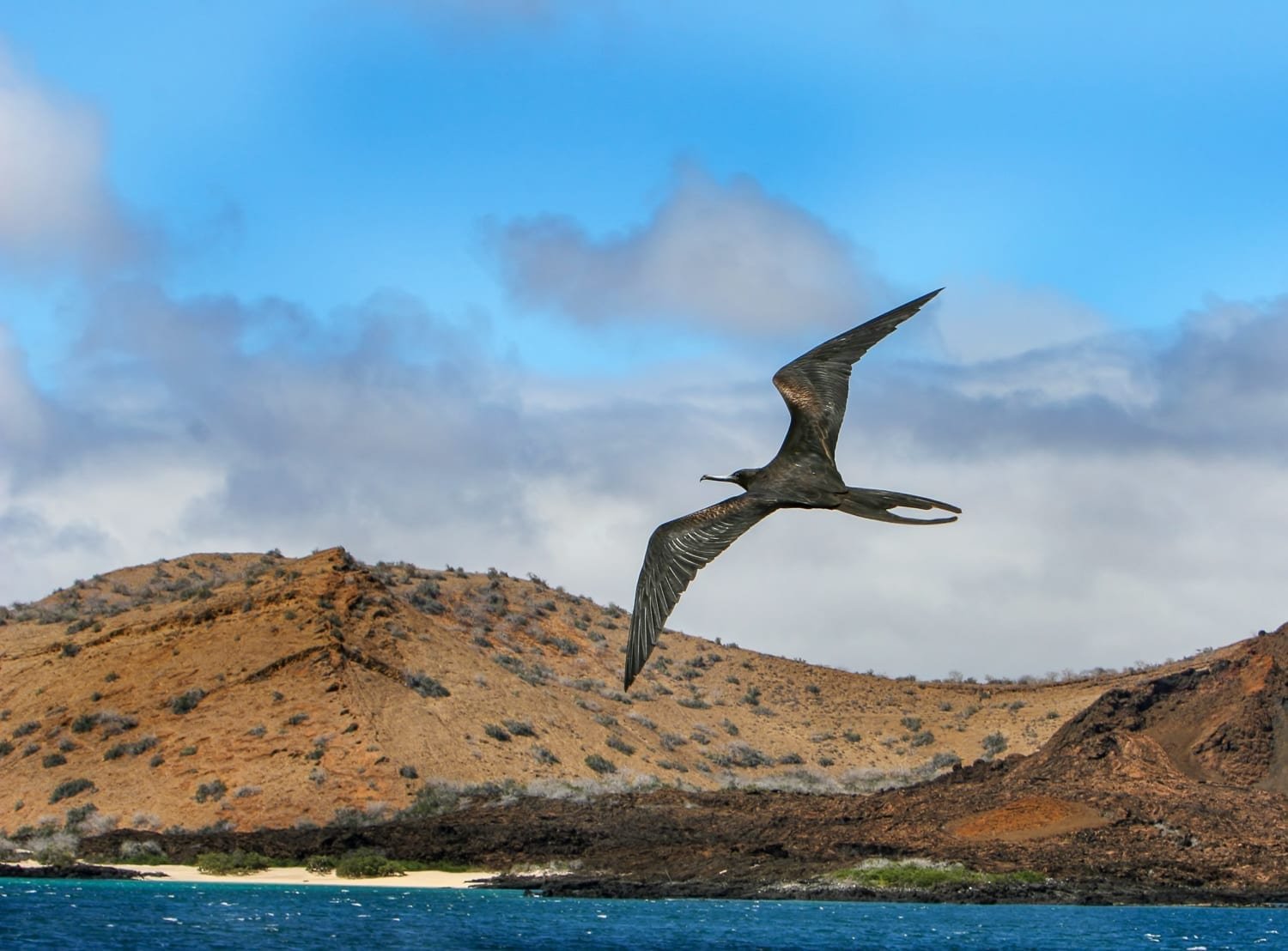 Frigate Bird Frigate Bird