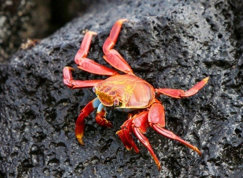 Sally-Lightfoot-Crab-Volcanic-Rock Red-orange Sally Lightfoot Crab rests on a volcanic rock on the island of San Cristobal, Ecuador, photographed during a Galapagos Archipelago Yacht Charter