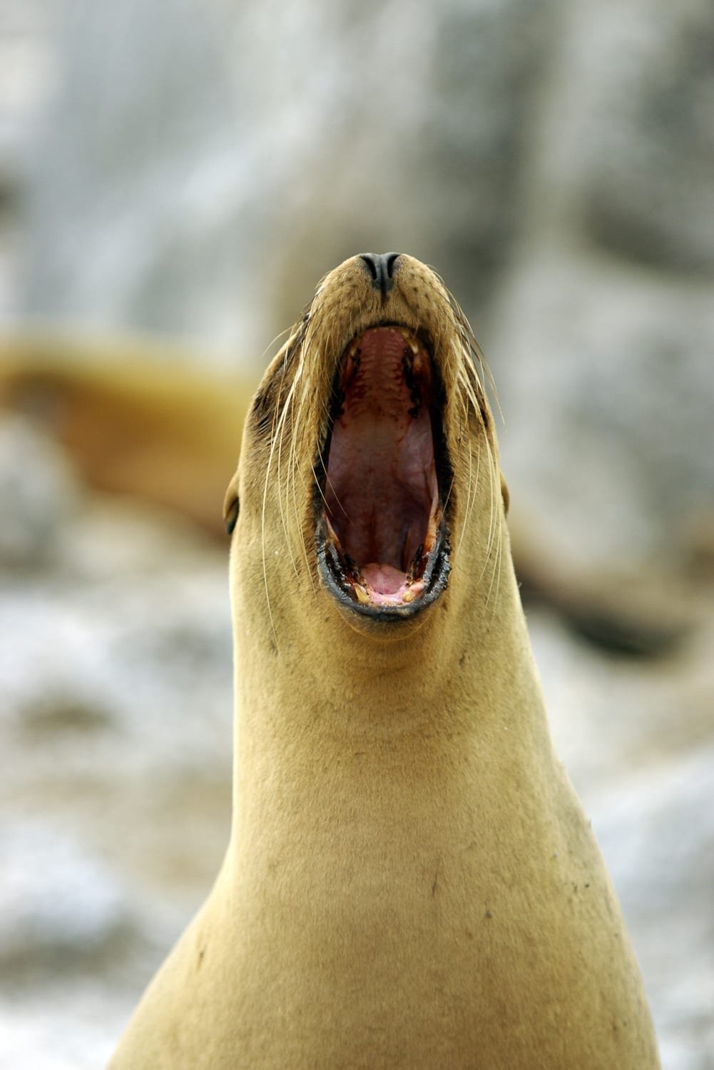 Ecuador-Vacation-Travel-Sea-Lion-Yawn A playful sea lion yawning at members of a wildlife tour group in the Galapagos Islands