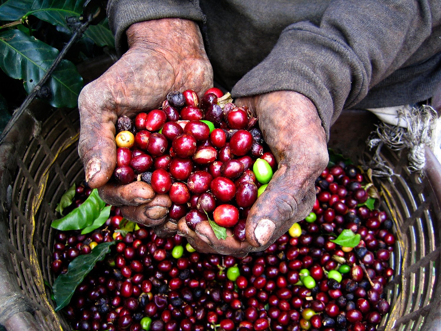 Nicaragua-Vacation-Travel-Coffee-Beans Worker on coffee farm holding harvest of coffee beans in his hands for members of a coffee tour in Nicaragua