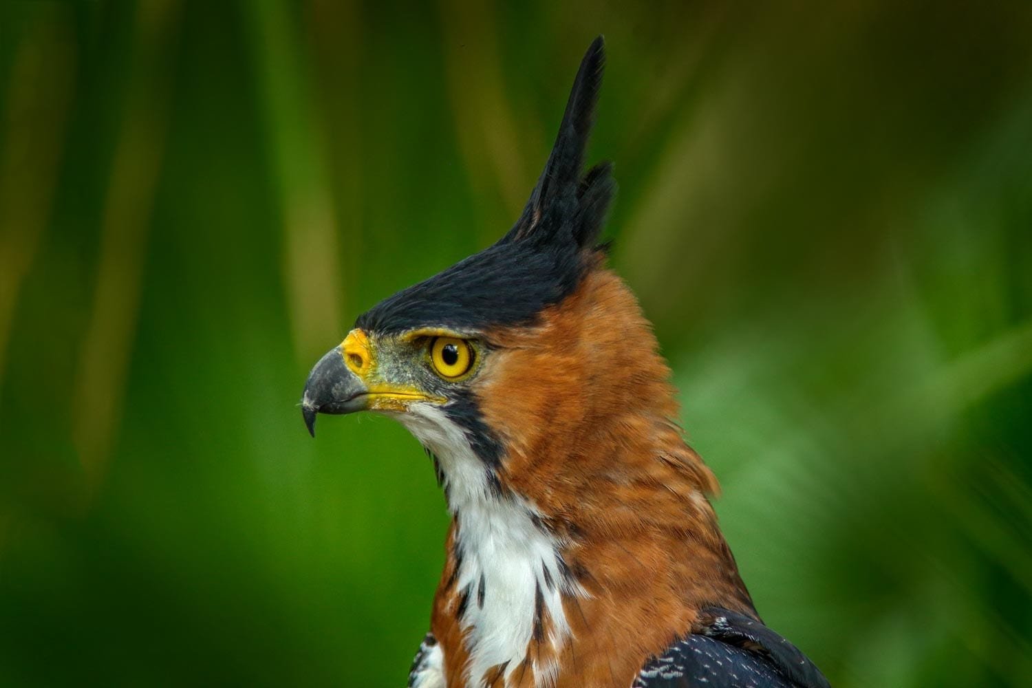 Birds of Panama: Guide to All the Bird Species in Panama | LANDED Travel