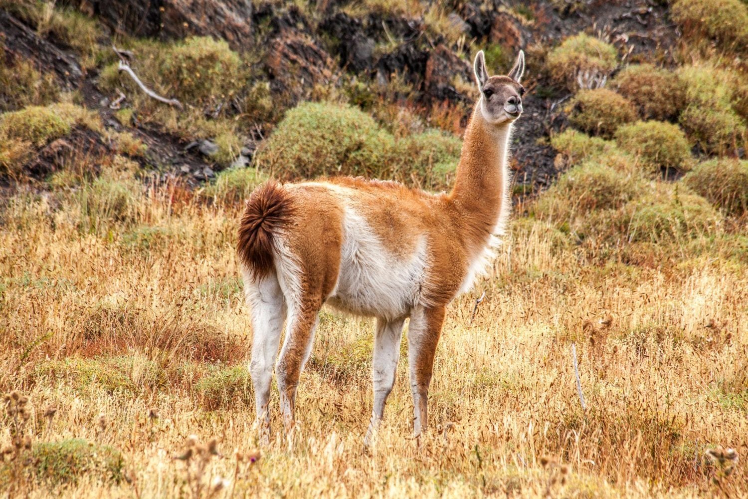 Private-Travel-Design-Chile-Torres-del-Paine-Guanaco-2 Tan and white guanaco standing in a yellow grassy field looking off into the distance of Patagonia