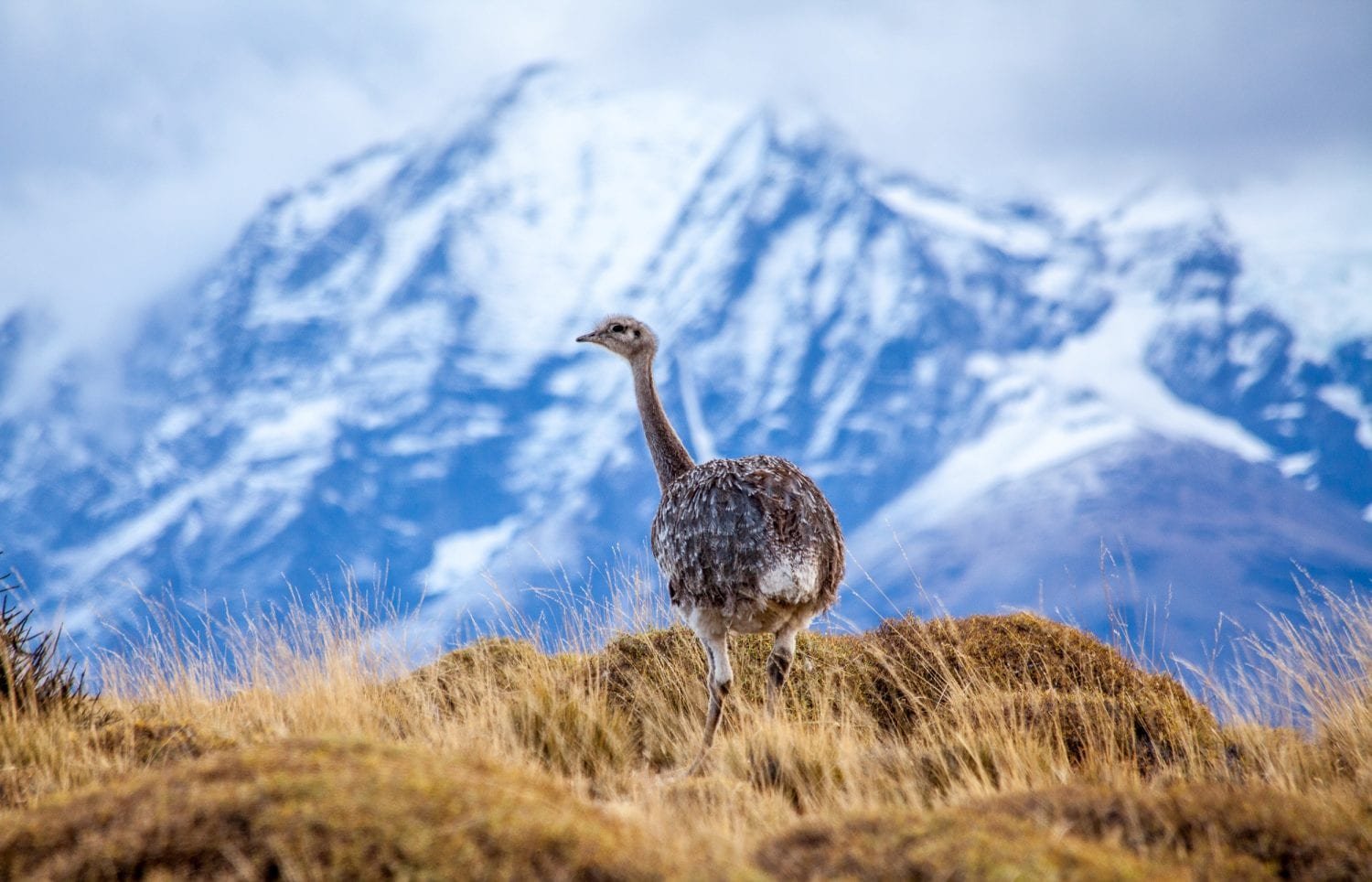 Private-Travel-Design-Chile-Torres-del-Paine-Rhea Private-Travel-Design-Chile-Torres-del-Paine-Rhea