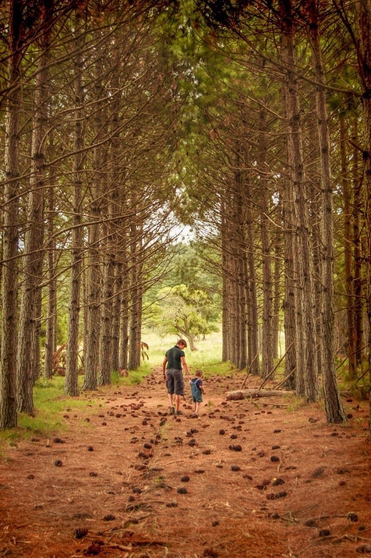 Uruguay-Vacation-Travel-Carmelo-Pine-Path-DT Father leading son through a clearing of tall pines in Carmelo, Uruguay