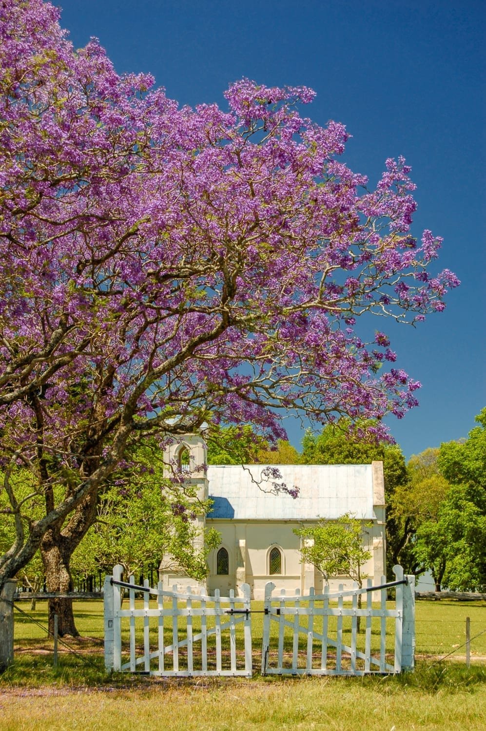 Uruguay-Vacation-Travel-Pampas-Church Purple blossoming Jacaranda tree, outside a modest white and beige church in Uruguay's Pampas region