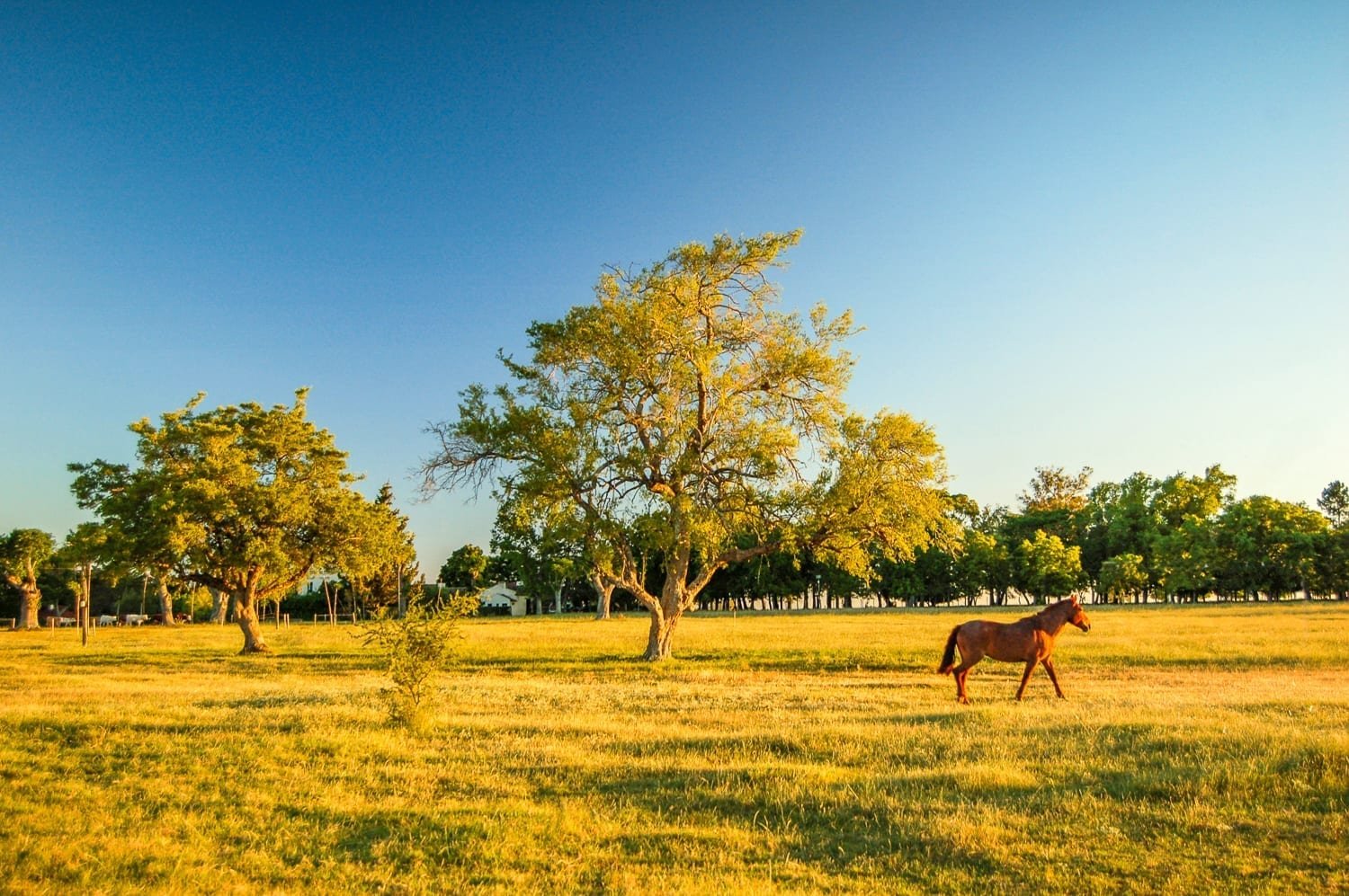 the pampas tourism