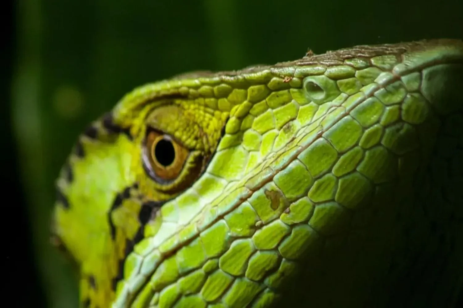 National Park Belize Basilisk