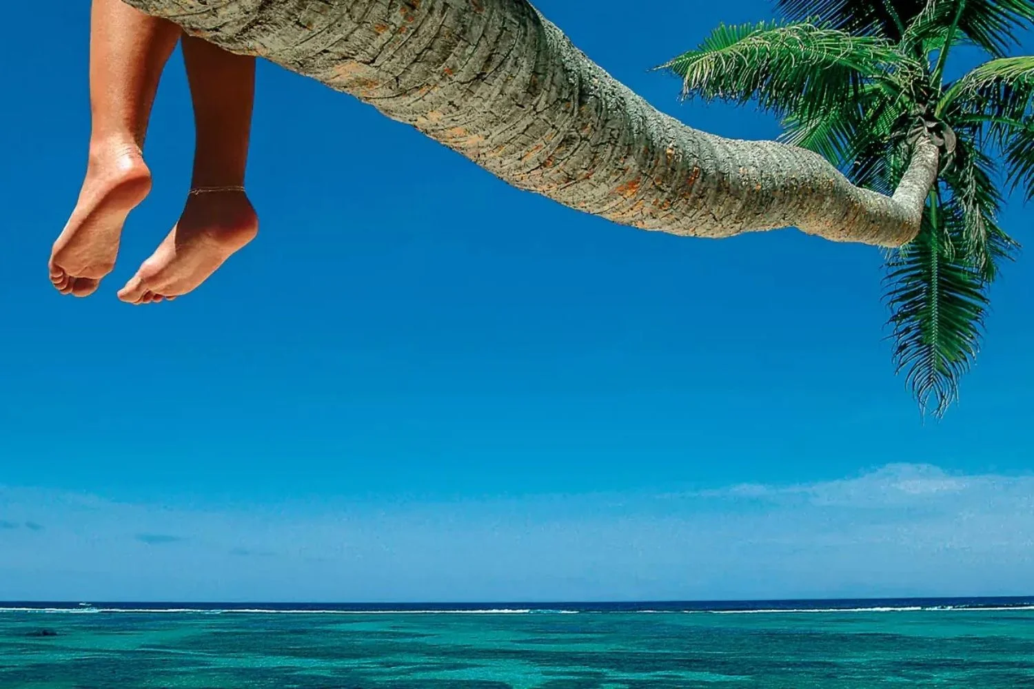 Belize Placencia Palm Tree