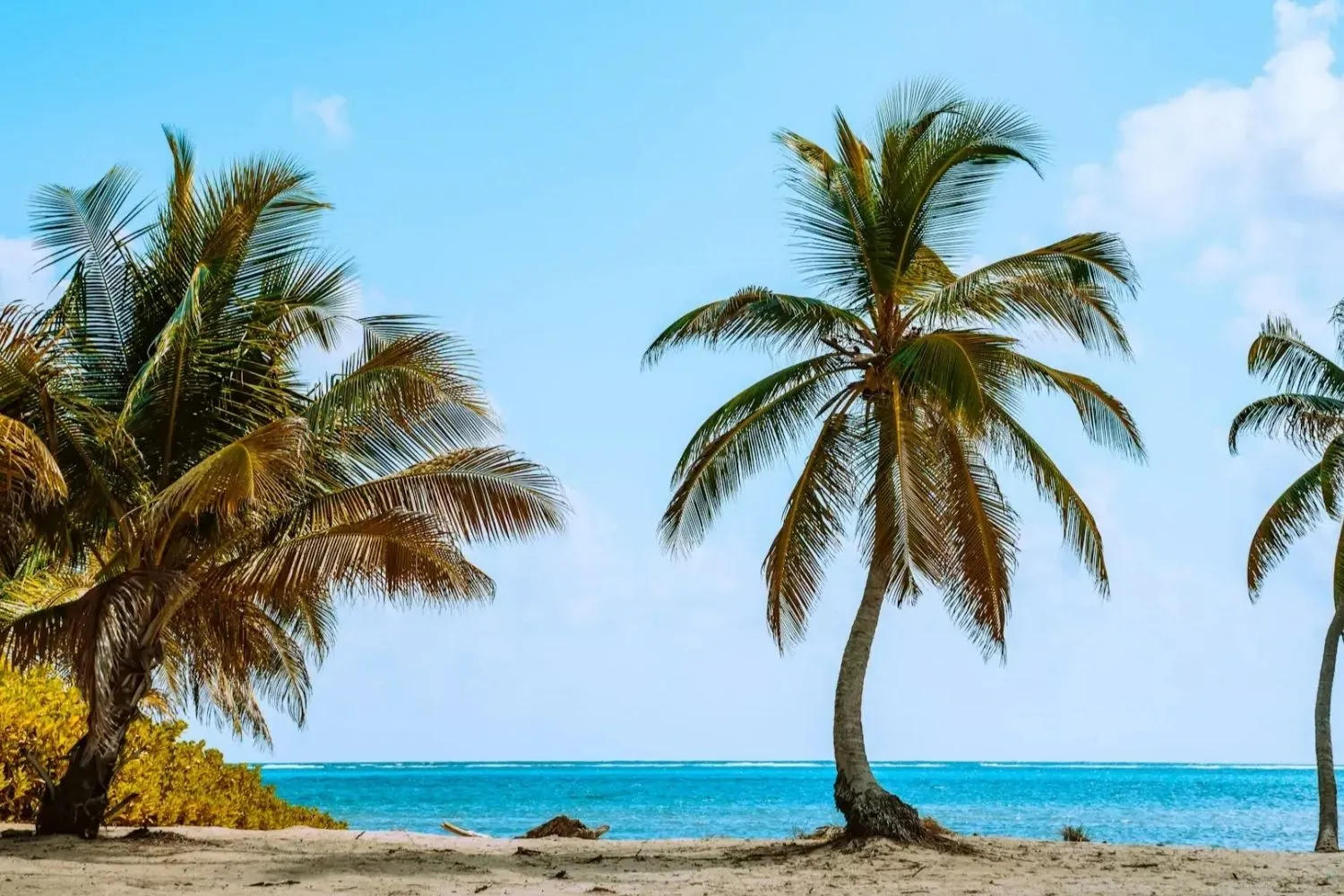 Belize's Central Coast Palm Trees