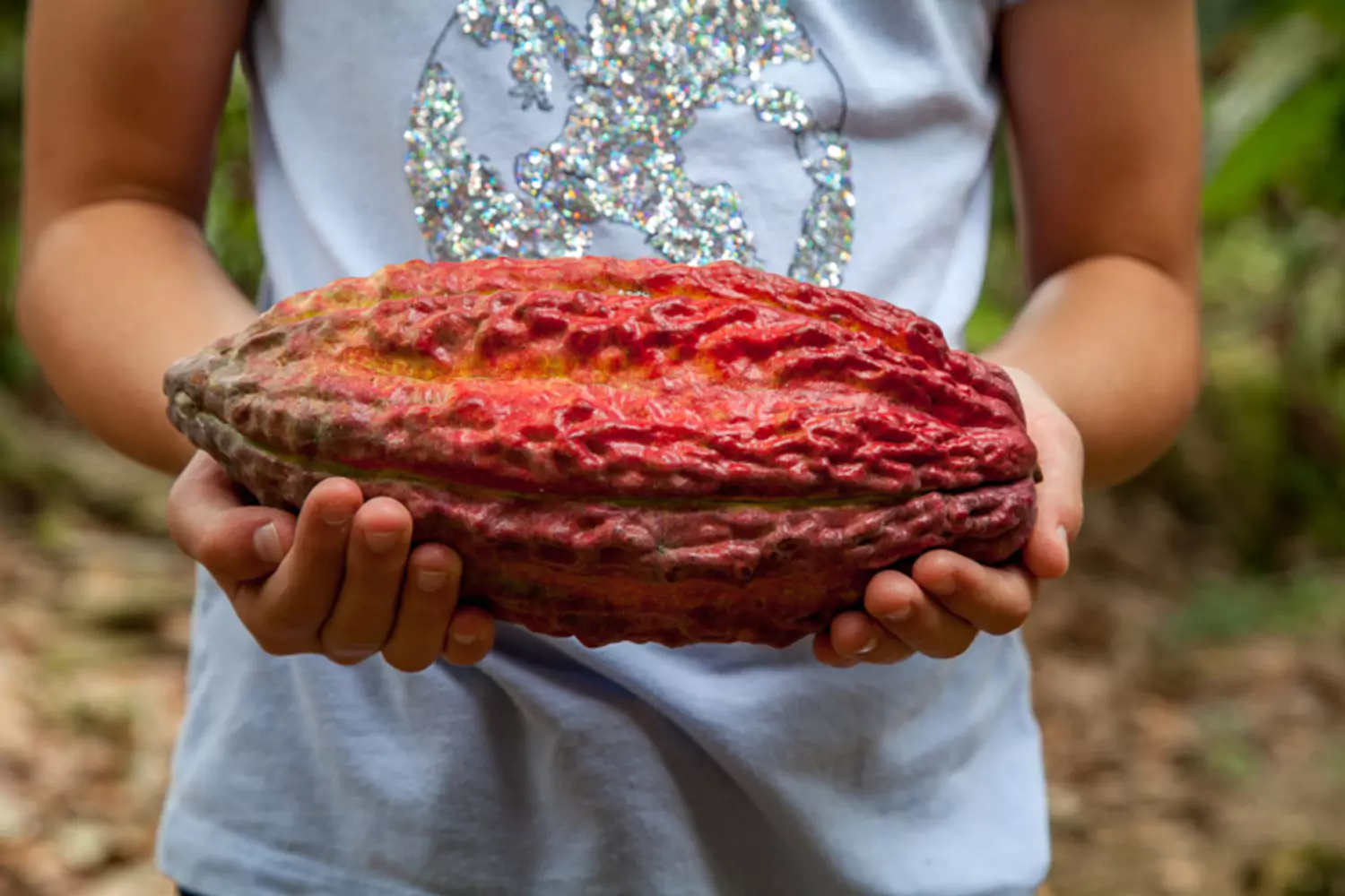 Guayaquil Hacienda Cacao
