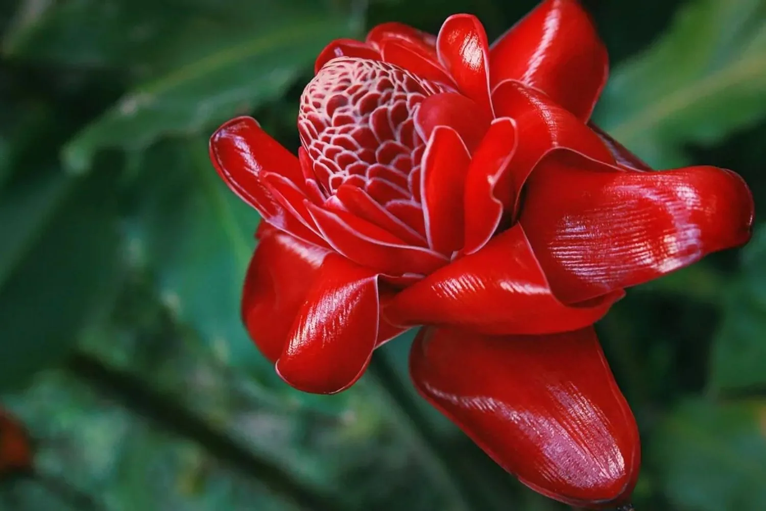 Colombia San Gil Flower