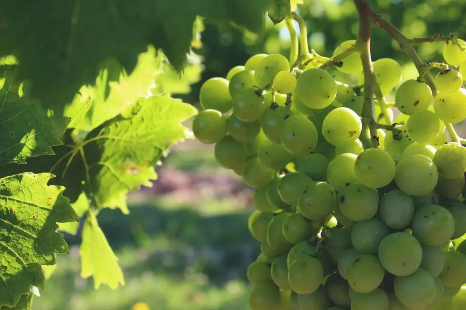 Uruguay Carmelo Grapes