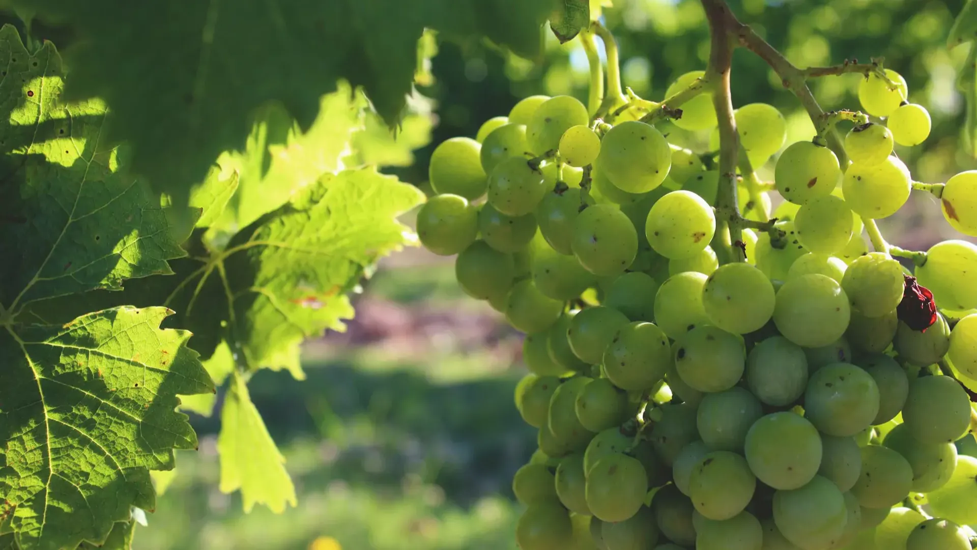 Uruguay Carmelo Grapes