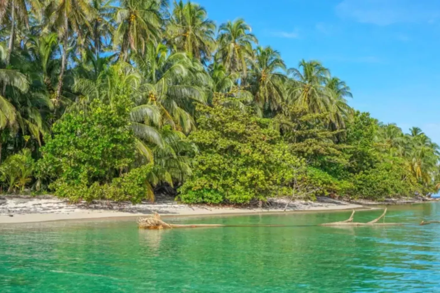 Bocas del Toro Beach Palms