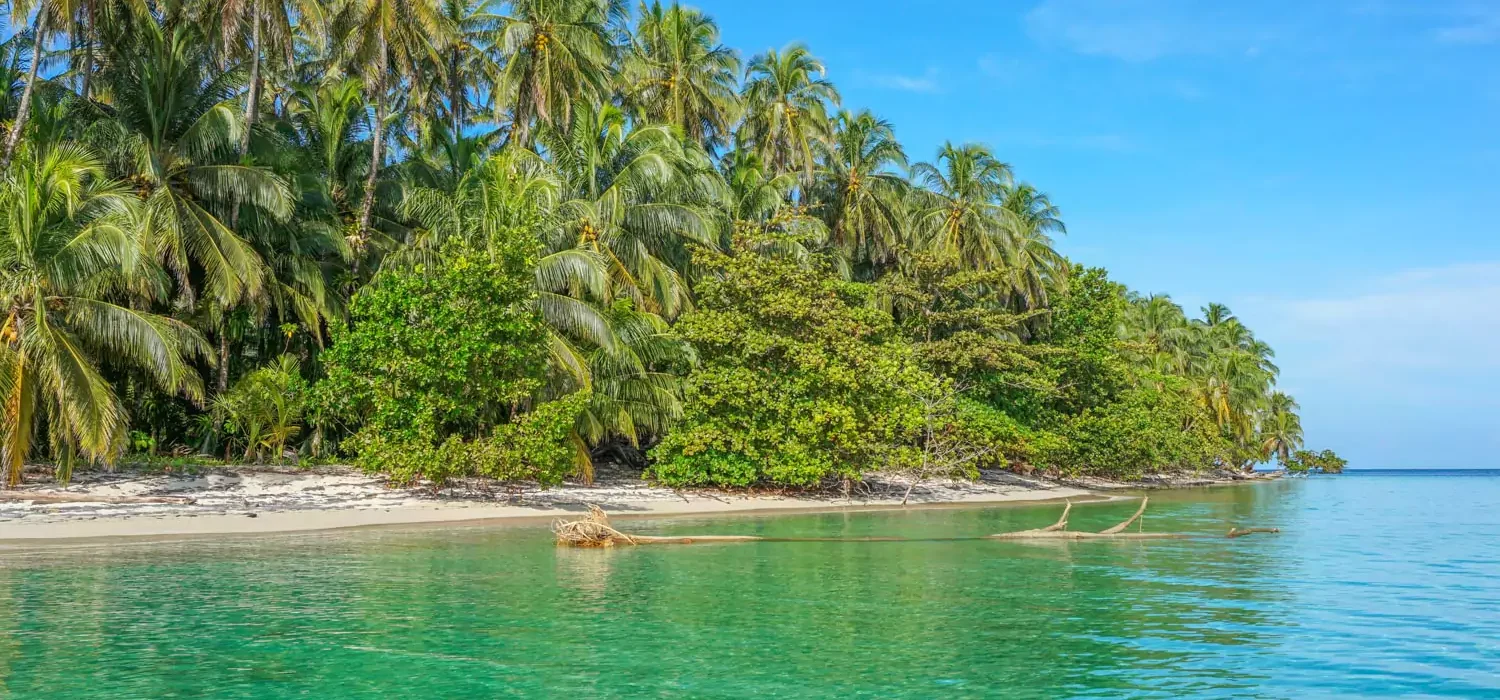 Bocas del Toro Beach Palms