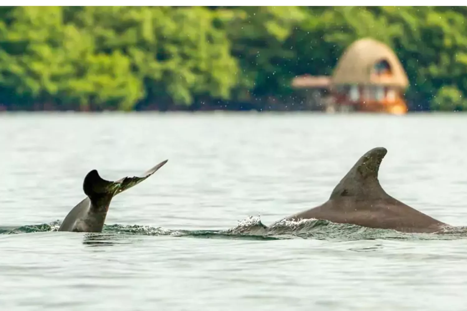 Bocas del Toro Dolphin Bay