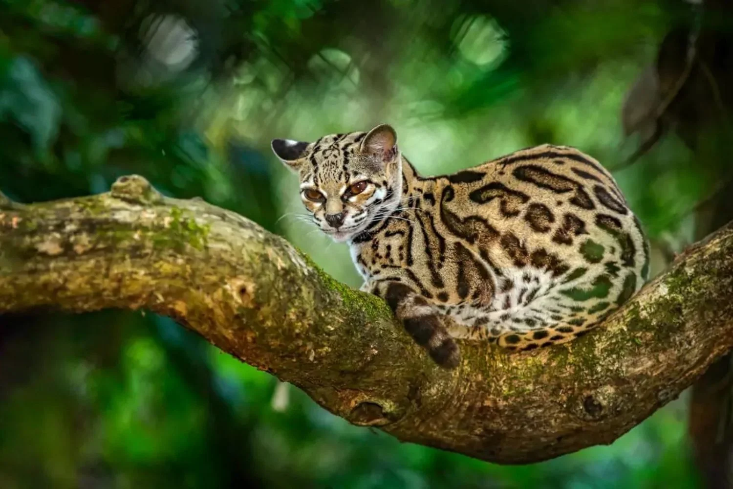 National Park Belize Margay