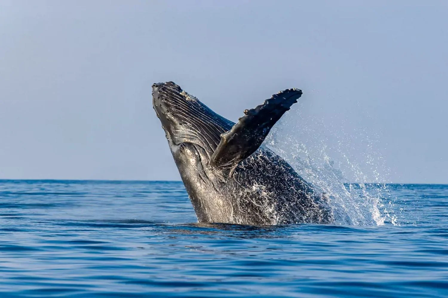 Colombia's Pacific Coast Whale Watching