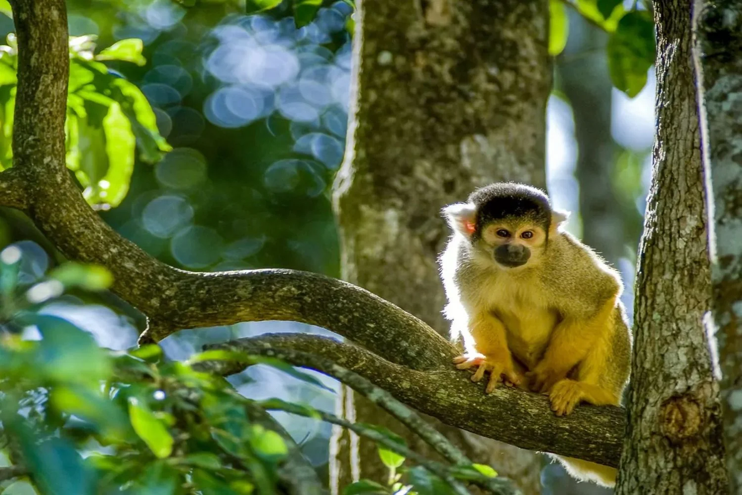 Colombia Amazon Squirrel Monkey