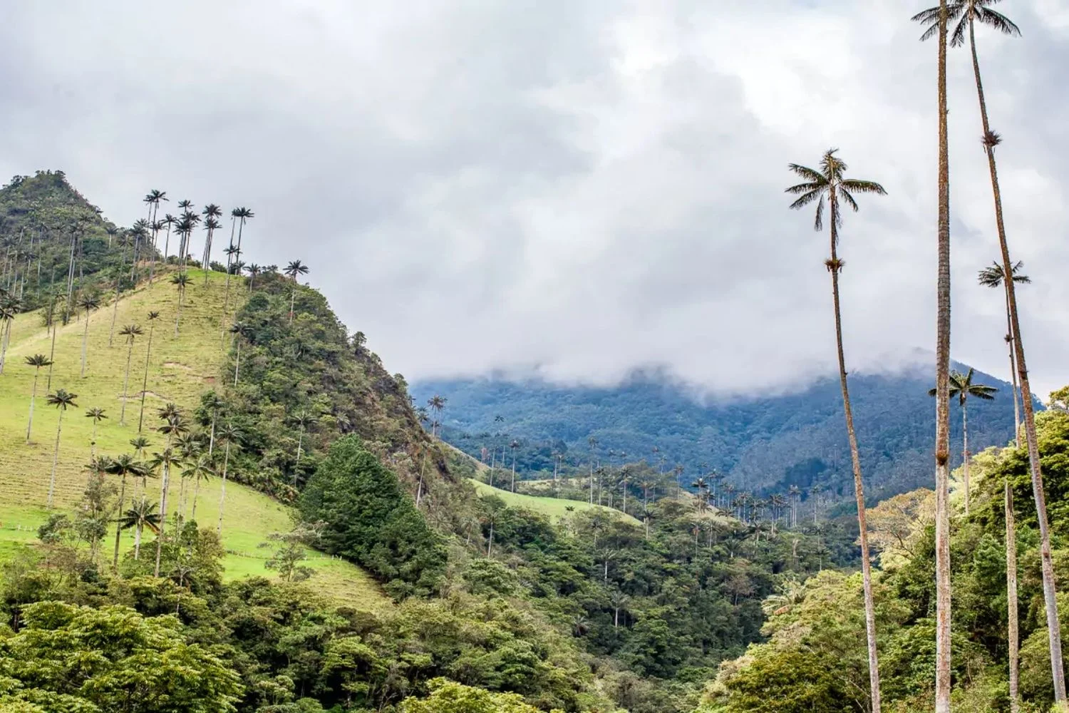 Colombia Coffee Country Landscape