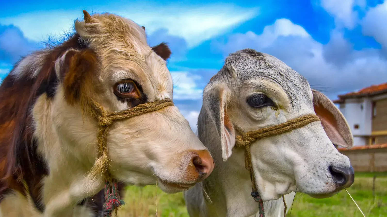 Villa de Leyva Cows
