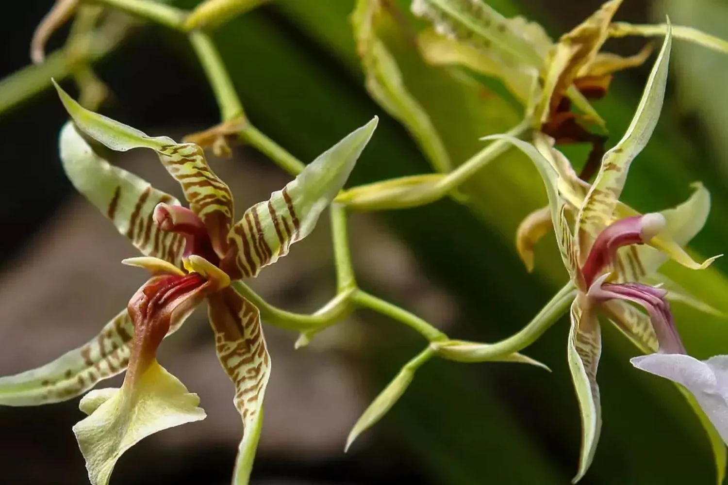 Ecuador Amazon Orchid