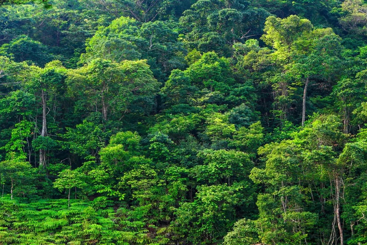 Mindo Forest