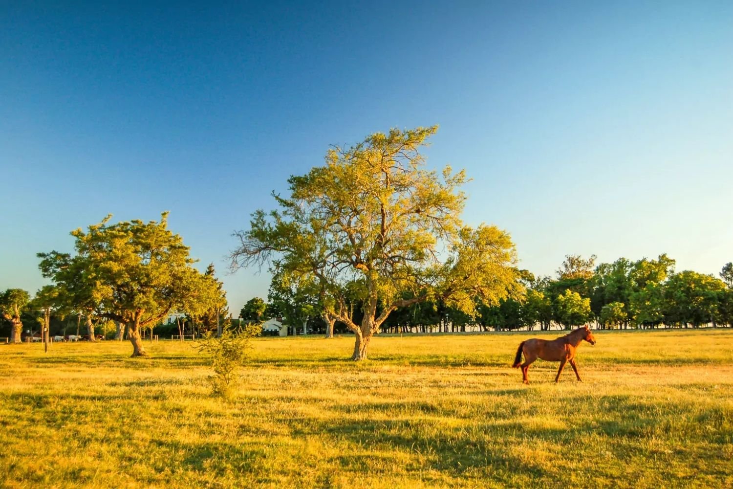 The Pampas Horse
