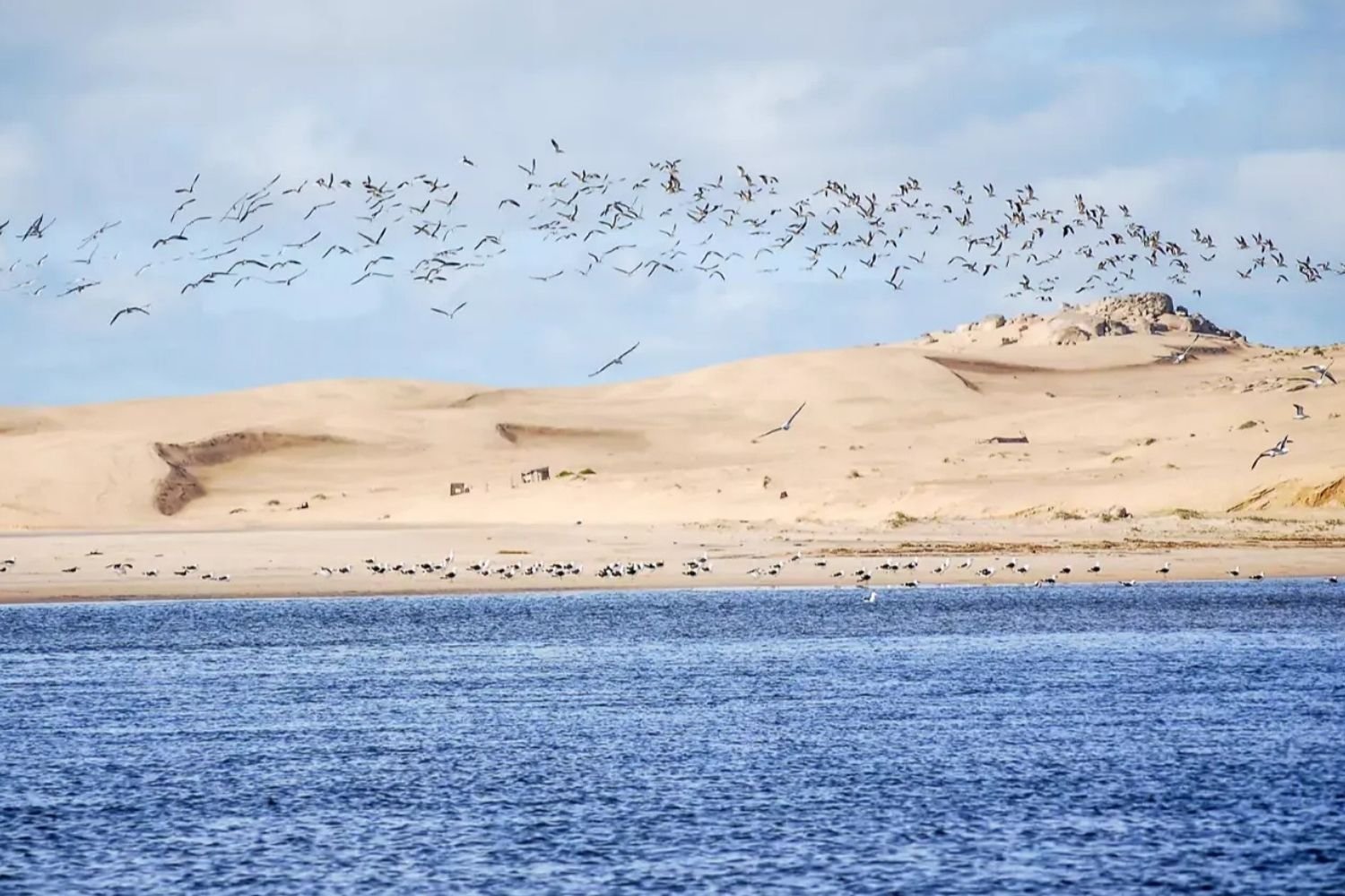 Eastern Shore Birds