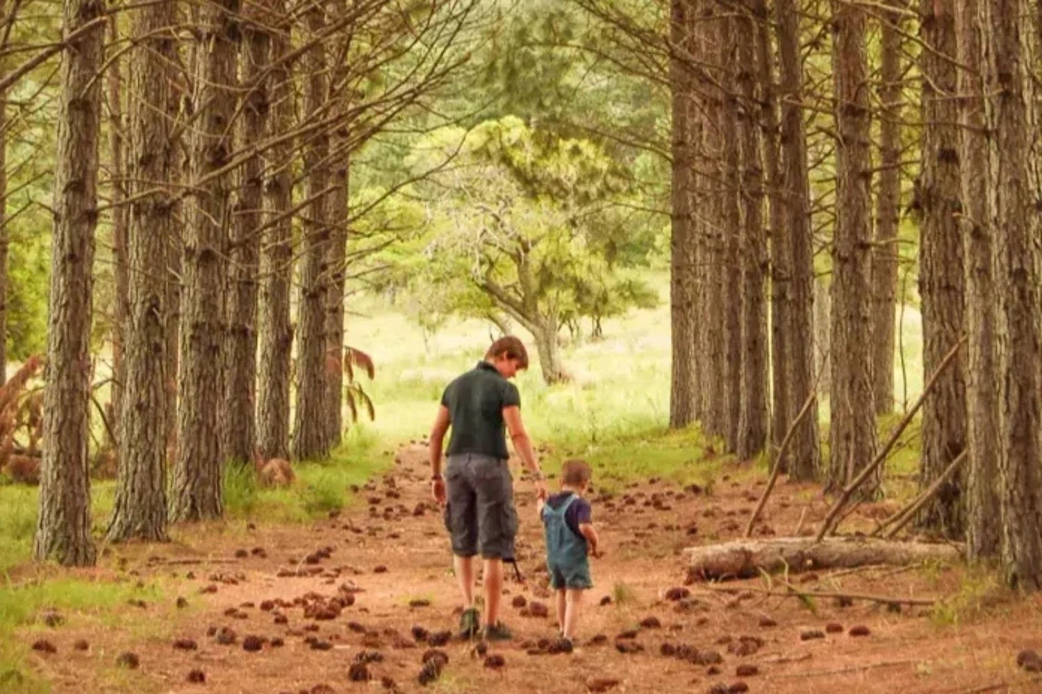 Uruguay Carmelo Pine Path