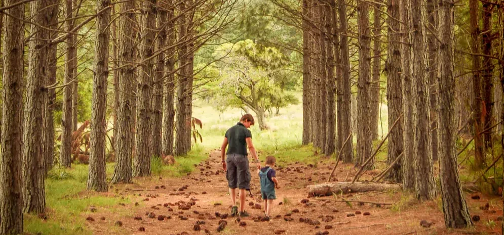 Uruguay Carmelo Pine Path