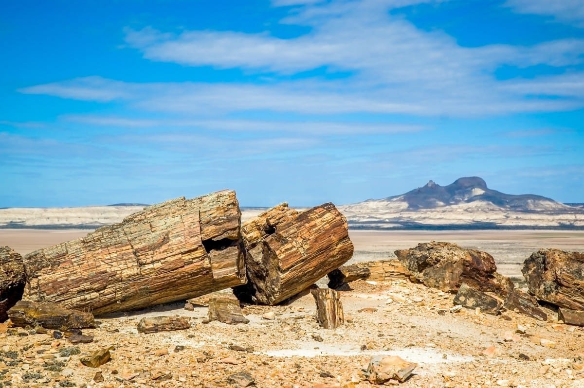 Petrified-wood-Patagonia-Argentina Large piece of Petrified wood sitting on a sandy beach in Patagonia, Southern Argentina.