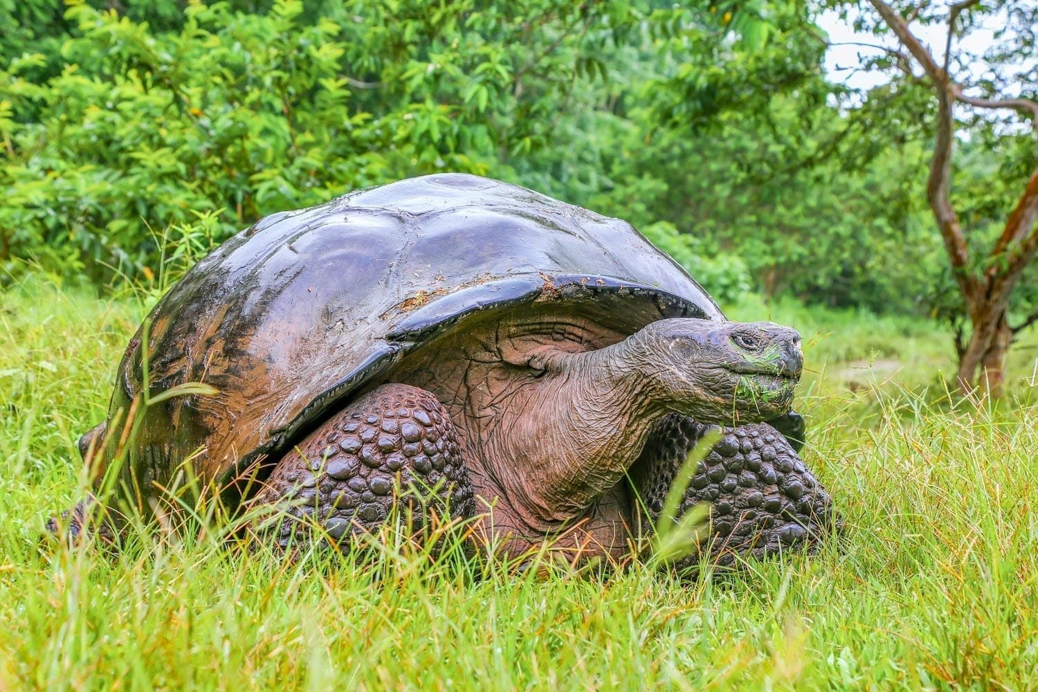 Galapagos-Tortoise-Landed-Travel-Private-Travel Giant Galapagos Tortoise Spotted in a lush green field on a private guided wildlife tour in the Galapagos