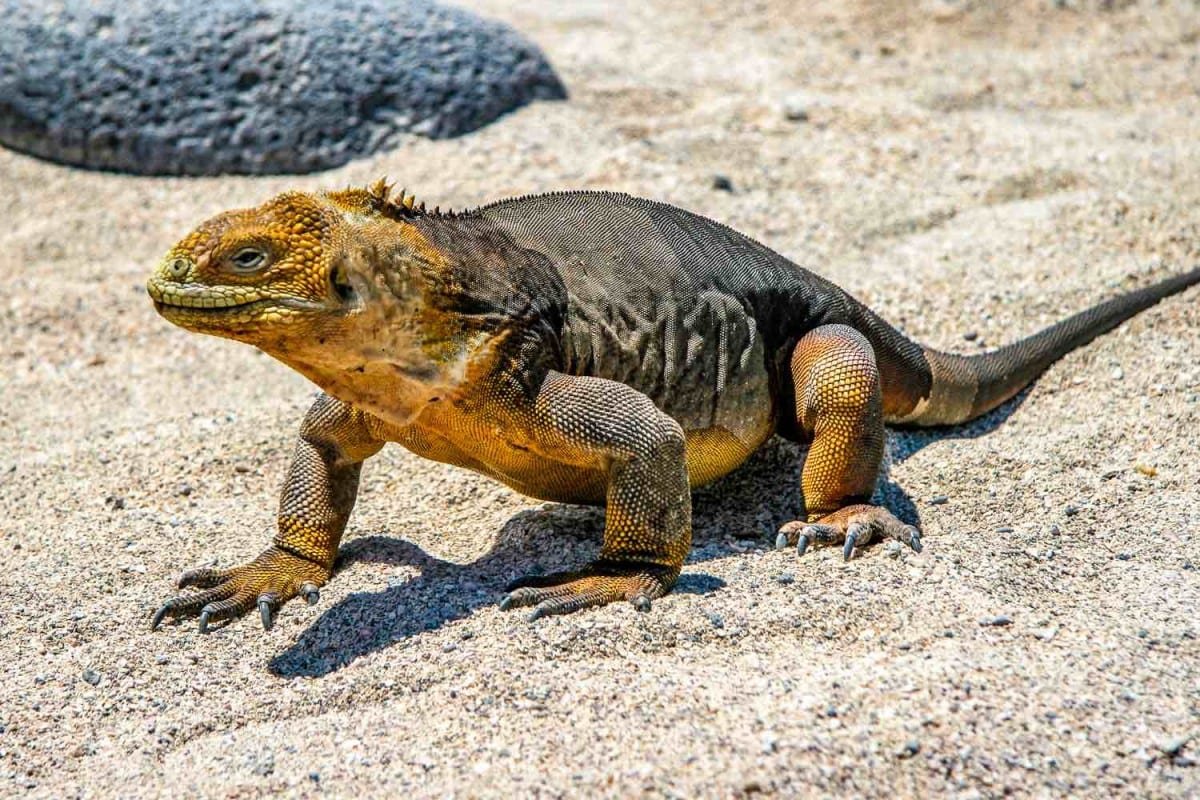 Private-Travel-Ecuador-Galapagos-Land-Iguana Large yellow and brown Iguana, crawling down the beach, spotted during a Galapagos Yacht tour of the Galapagos Islands, Ecuador
