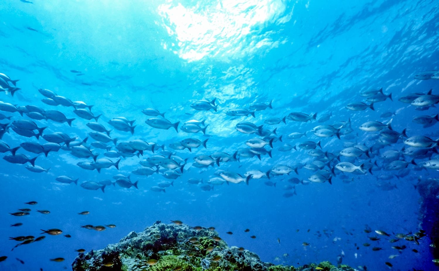 Belize-Scuba-Photo-Chub-School A school of Chub, photographed underwater on a scuba diving expedition in Belize