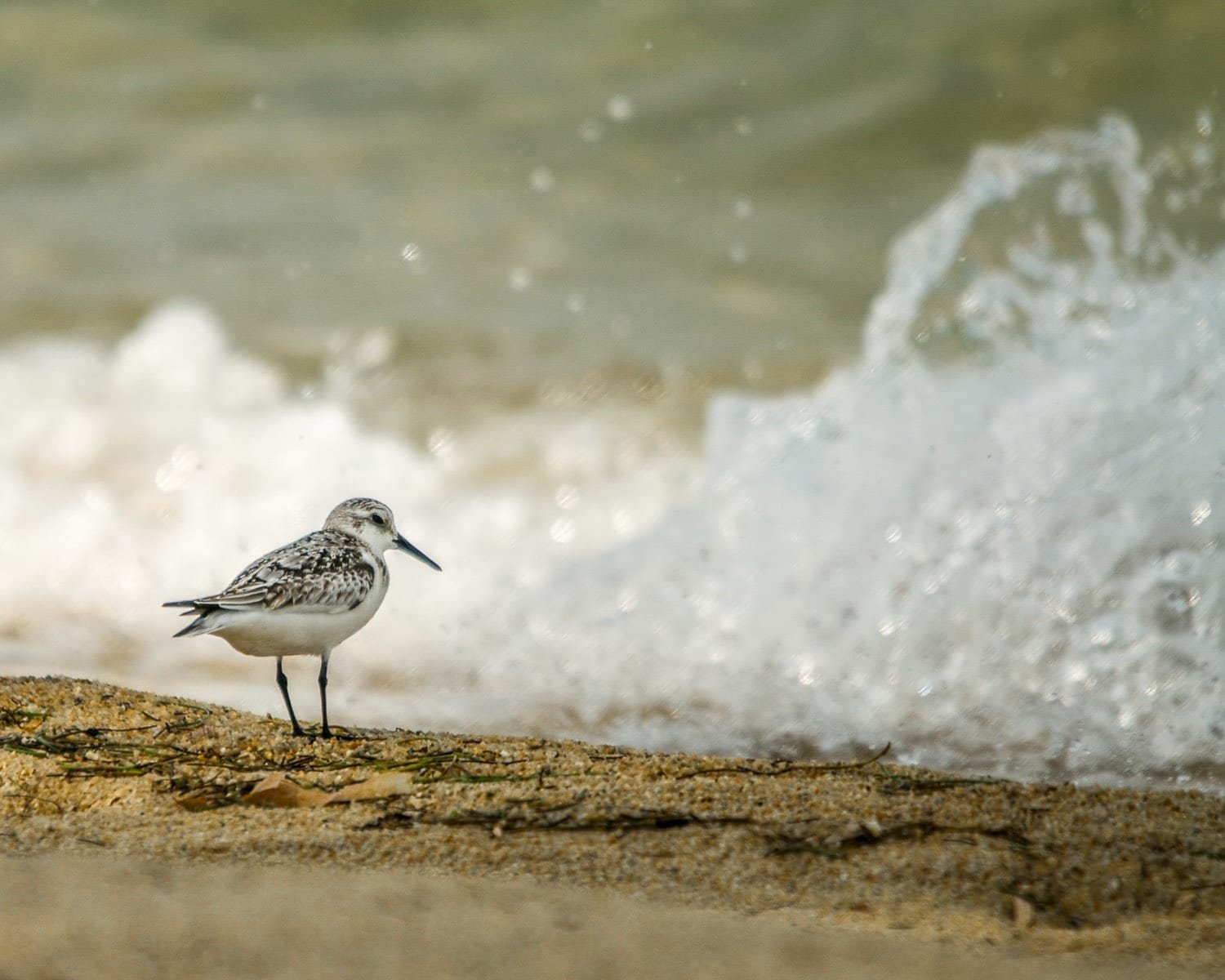 Belize-Private-Custom-Travel-Sanderling Sanderling shorebird by the water at the beach, photographed on a birding tour of Belize