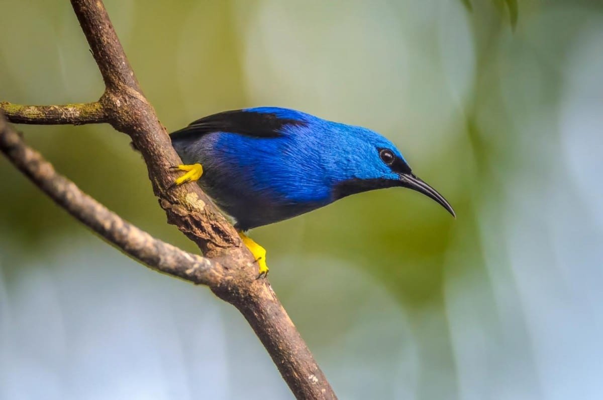 Birds-Sarapiqui-Shining-Honeycreeper-Costa-Rica-Landed-Travel-Private-Travel Bright blue exotic bird perched nearly sideways on a brown branch (Shining Honeycreeper) in Costa Rica. Sarapiqui National Park