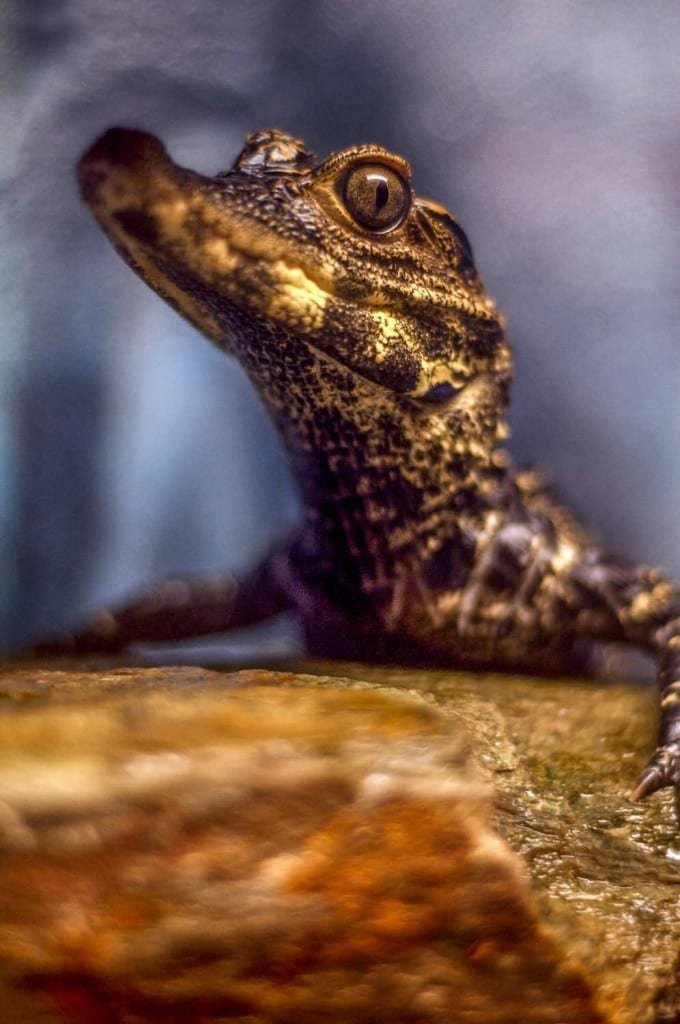 Panama-Custom-Travel-Design-Caiman Baby caiman perched on a log in Panama