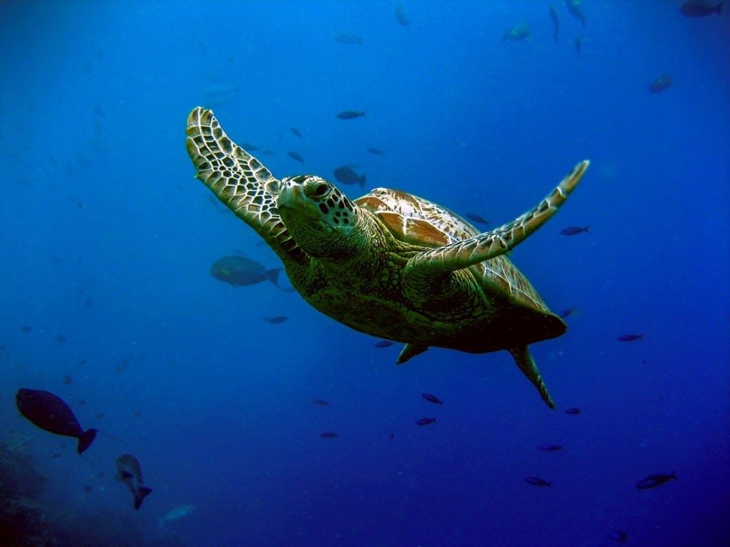 Costa-Rica-Custom-Private-Travel-Design-Hawksbill-2 Large Hawksbill sea turtle photographed underwater on a Scuba Expedition off Isla Cocos in Costa Rica