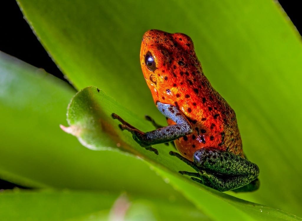 Costa-Rica-Custom-Private-Travel-Design-Strawberry-Frog A Strawberry Poison Dart Frog photographed on a wildlife hiking tour of Sarapiqui in Costa Rica