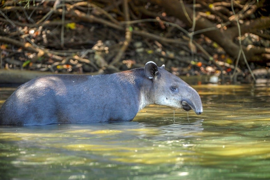 Colombia-Vacation-Travel-Tapir Baird's Tapir, wading in green water in Costa Rica, spotted on a wildlife expedition near the Pacific Coast of Colombia