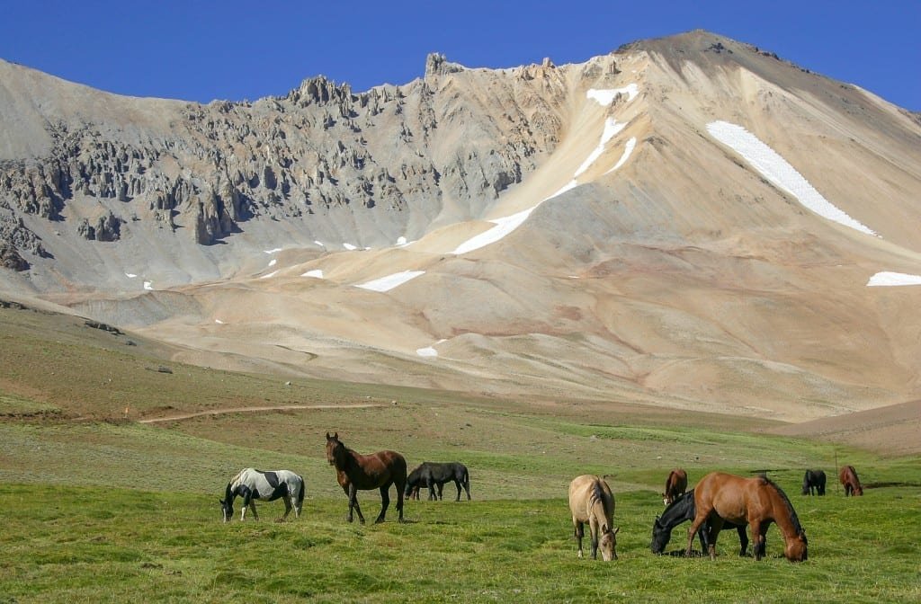 Custom-Private-Travel-Argentina-Horses A group of multicolored horses grazing in a green grassy field at the base of a mountain in Argentine Patagonia