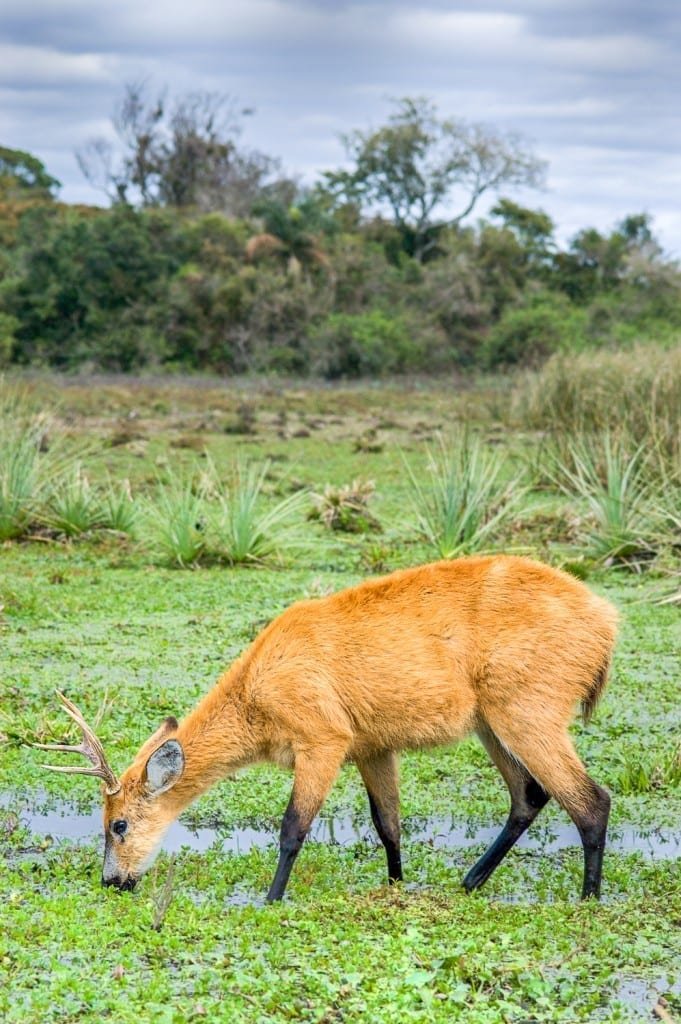 Custom-Travel-Esteros-de-Ibera-Argentina-Marsh-Deer Marsh deer in Esteros de Ibera, Argentina, grazing in a green field