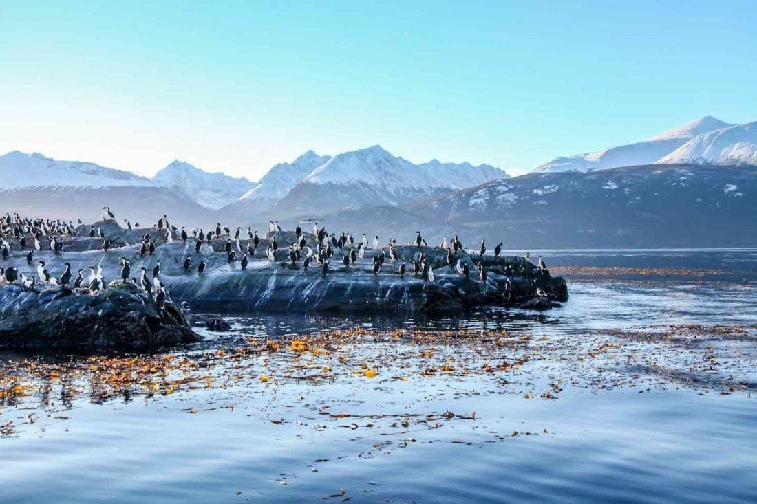 Custom-Travel-Ushuaia-Argentina-Cormorants Colony of Cormorant Penguins near Ushuaia, Argentina, Argentine Patagonia