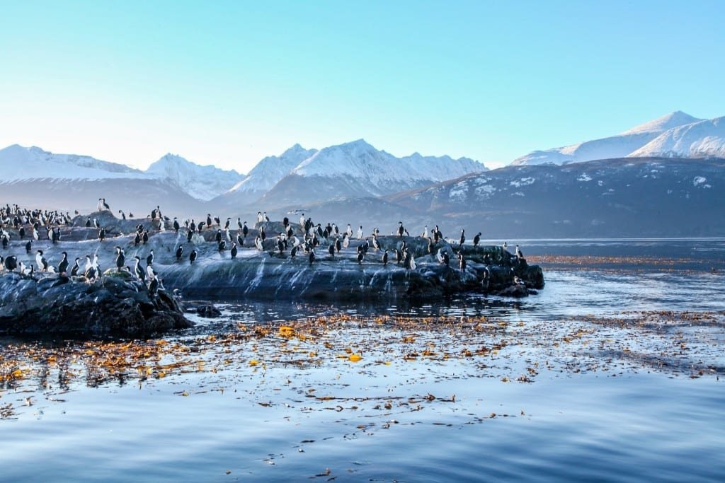 Custom-Travel-Ushuaia-Argentina-Cormorants A rookery of Cormorants perched on a rock peninsula in Argentine Patagonia